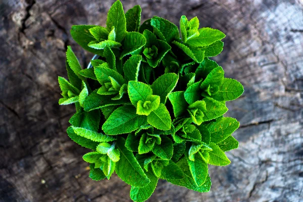 Green fresh mint — Stock Photo, Image