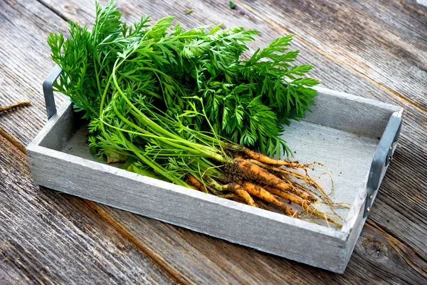 Zanahorias orgánicas frescas — Foto de Stock