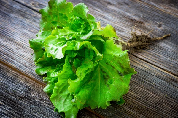 Čerstvé bio zelený salát — Stock fotografie
