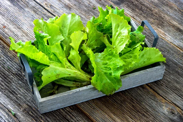 Frischer grüner Bio-Salat — Stockfoto