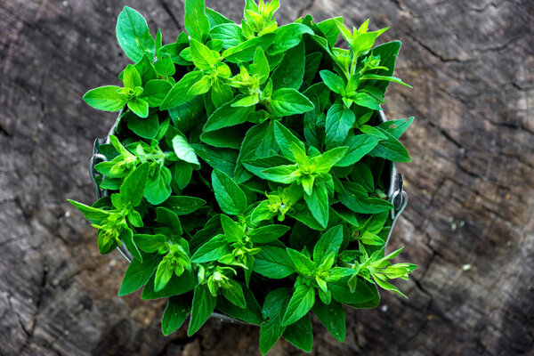Fresh herb marjoram