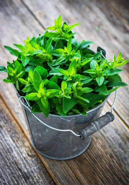 A növény friss majoránna — Stock Fotó