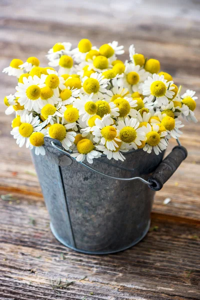 Alça de flores de camomila — Fotografia de Stock