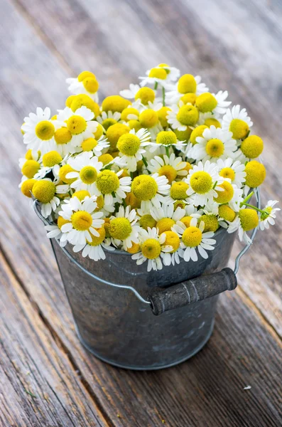 Heap of chamomile flowers — Stock Photo, Image