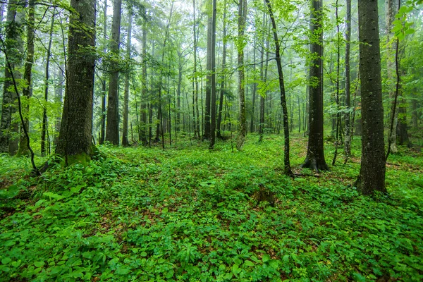 緑の野生の森 — ストック写真