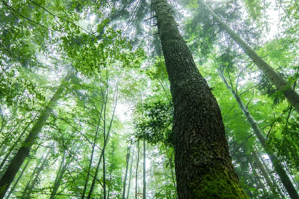Bosque salvaje verde — Foto de Stock