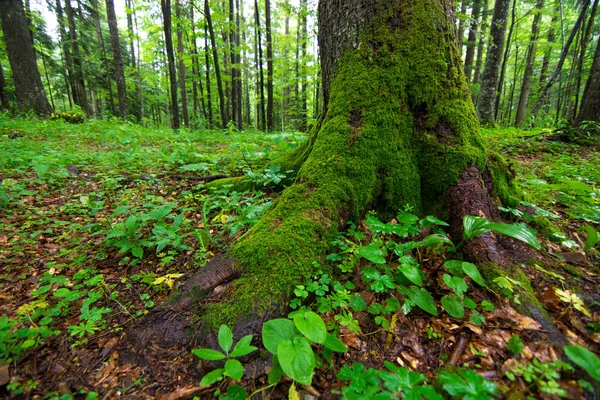 Bosque salvaje verde — Foto de Stock