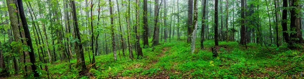 Forêt sauvage verte — Photo