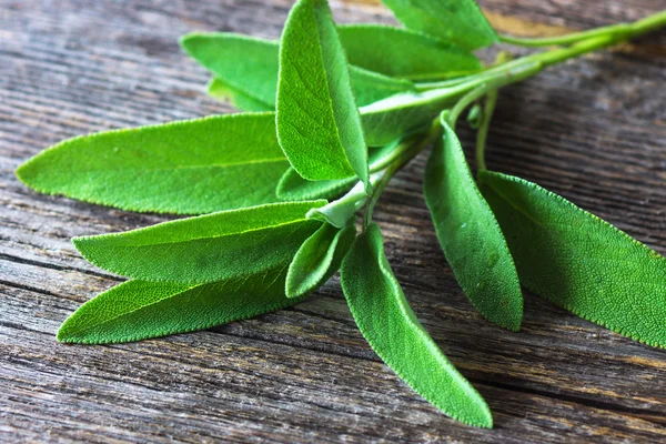 A bunch of fresh sage — Stock Photo, Image