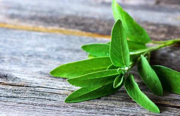 A bunch of fresh sage — Stock Photo, Image