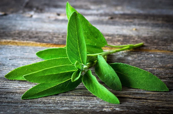 Un montón de salvia fresca —  Fotos de Stock