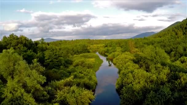 Forêt verte avec rivière 
