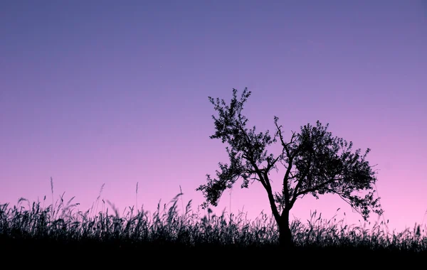 Lonely tree on hill — Stock Photo, Image