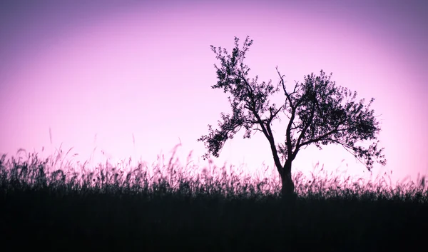 Lonely tree on hill — Stock Photo, Image