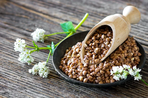 Buckwheat with white flowers — Stock Photo, Image