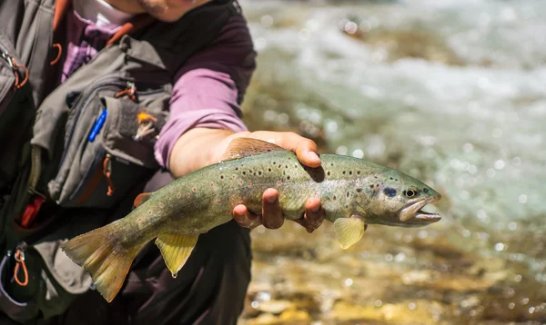 Fly fisherman holding brown trout — Stock Photo, Image