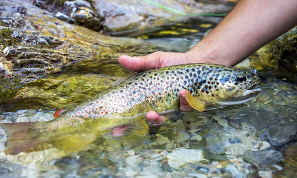 Pescador mosca sosteniendo trucha marrón — Foto de Stock