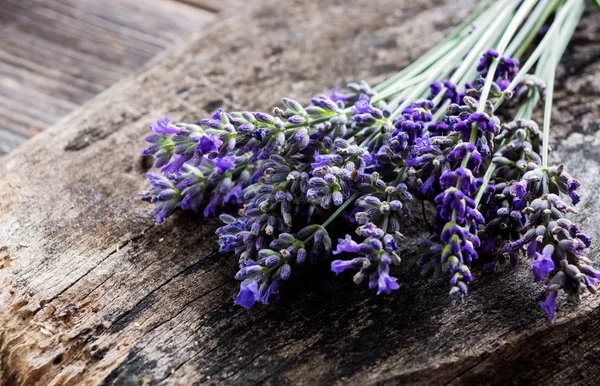 Bos lavendelbloemen — Stockfoto