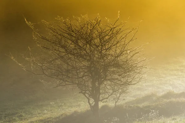 Tree Fog — Stock Photo, Image