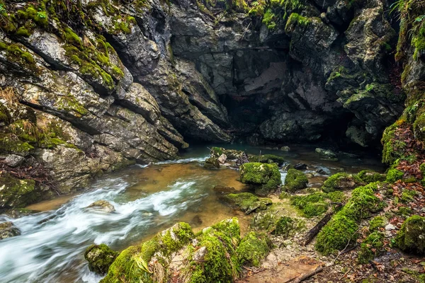 Skogsbäck Mitt Skogen — Stockfoto