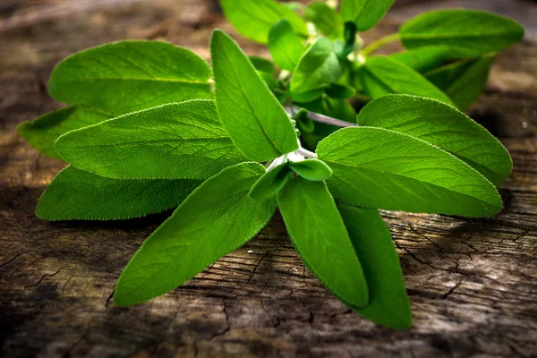 Grön salvia — Stockfoto