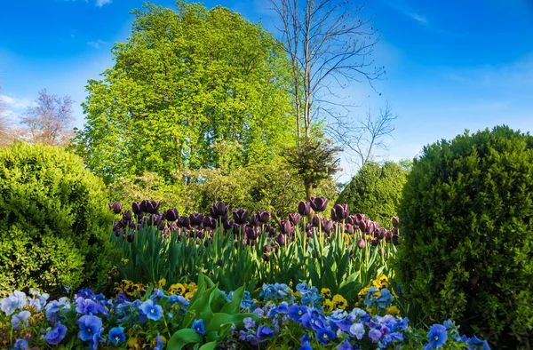 Barevné tulipánové květiny — Stock fotografie