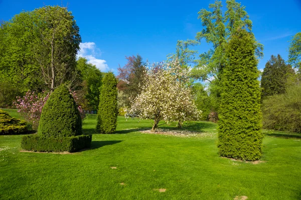 Arbres décoratifs dans le jardin — Photo