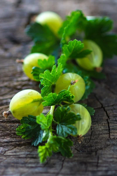 Manojo verde de grosella — Foto de Stock