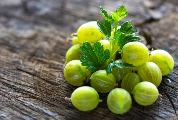 Groene bos van kruisbes — Stockfoto