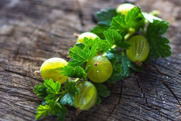 Mazzo verde di uva spina — Foto Stock