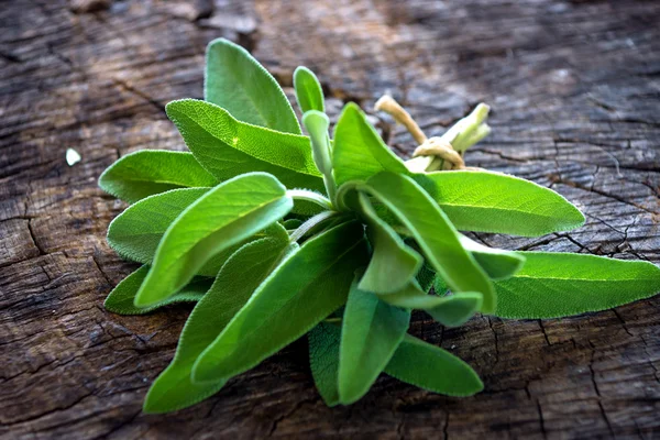 Banch of fresh, green oregano — Stock Photo, Image