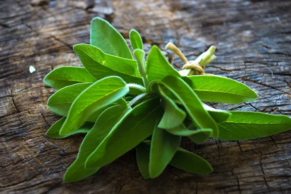 Banke aus frischem, grünem Oregano — Stockfoto