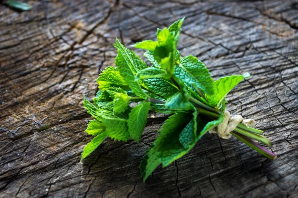 Cabang mint hijau yang segar — Stok Foto