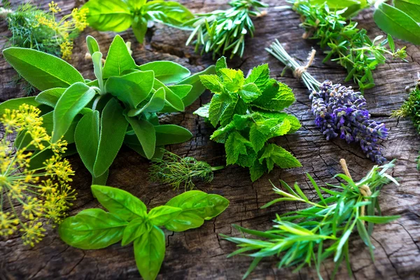 Ervas aromáticas frescas e verdes — Fotografia de Stock