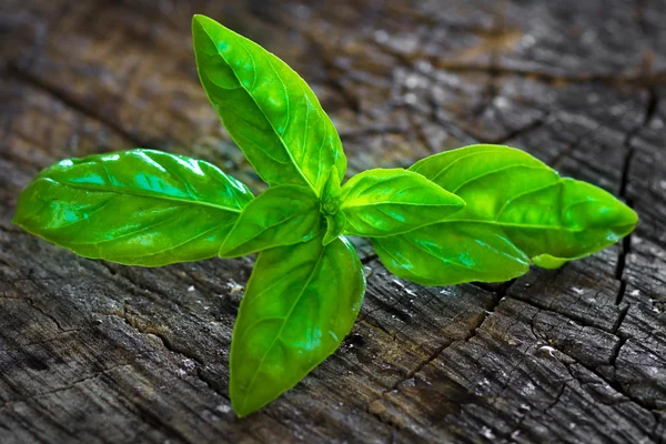 Ramură proaspătă, verde de mentă — Fotografie, imagine de stoc