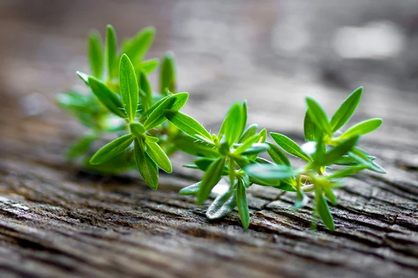 Fresh, green thyme branch — Stock Photo, Image