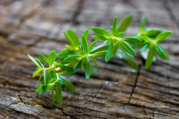 Fresh, green thyme branch — Stock Photo, Image