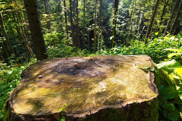 Baumstumpf im malerischen, grünen Wald — Stockfoto