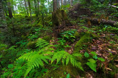 Yeşil çalılar, yosun ve çim