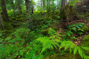 Yeşil çalılar, yosun ve çim