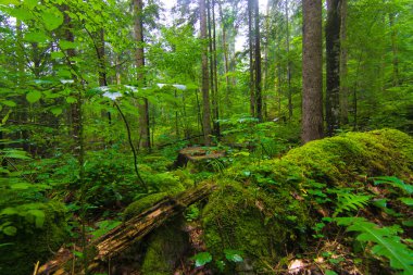 Yeşil çalılar, yosun ve çim