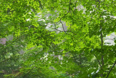 Taze, yeşil yeşillik