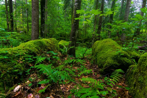 Arbustos verdes, musgo e grama — Fotografia de Stock