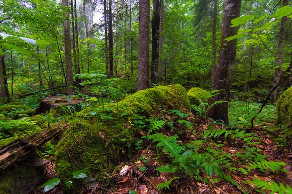 Зеленые кусты, мох и трава — стоковое фото