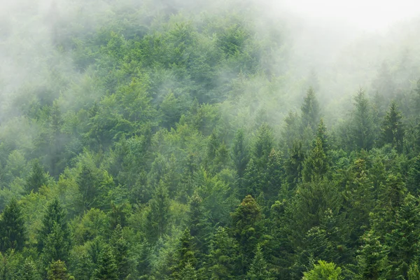 Berg med gröna skogar — Stockfoto