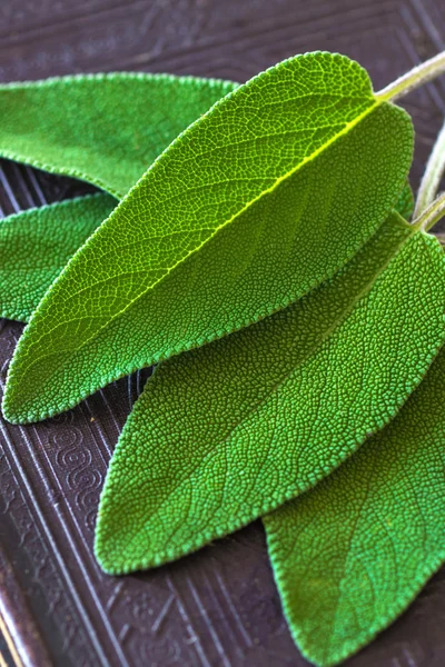 Leaves of sage herb — Stockfoto