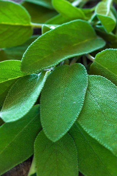 Folhas de erva sálvia — Fotografia de Stock
