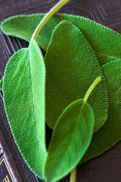 Leaves of sage herb — Zdjęcie stockowe