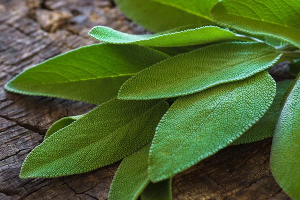 Hojas de hierba salvia —  Fotos de Stock