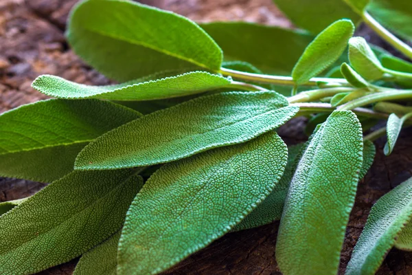 Leaves of sage herb — Stock Photo, Image